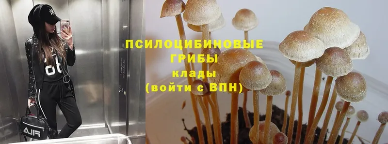 Псилоцибиновые грибы Cubensis  закладка  Заозёрск 